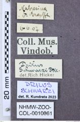 Etiketten zu Calais kolbei (NHMW-ZOO-COL-0010061)